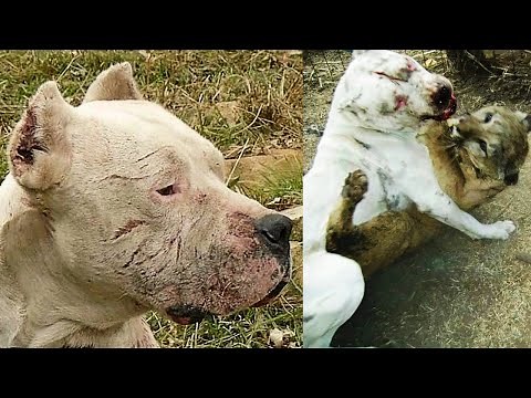 This is what happens when an Argentine Dogo faces a wild Puma.