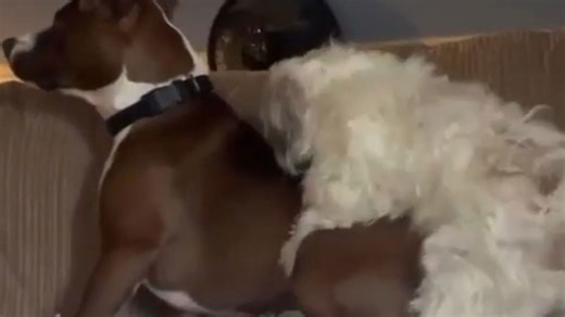 Little Shih Tzu makes attempts to hump another dog in the living room