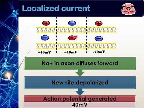 Biology STPM: Nervous System- Transmission of Impulse along the axon