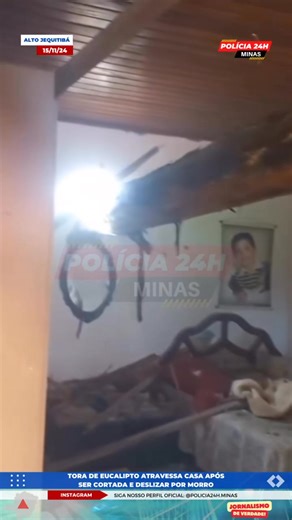 21K views · 160 reactions | #ALTO_JEQUITIBÁ TORA DE EUCALIPTO...