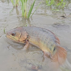 Amazing Rainy Day Fishing ! Catching Climbing Perch Fish & Catfish Search & Catch by Hand #fishing #handfishing #fishhunting | Fishing 24