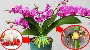 With This Miracle Medicine, The Orchid Garden Suddenly Recovered And Bloomed Profusely | DIY Balcony Garden