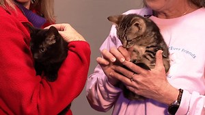 Pet Pals: Batman & Robin