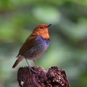 Good morning #Birds & #Nature! Japanese robin (Larvivora akahige) | BIRDS & Nature