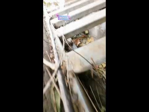 🐱 Cat POV LIVE - #shorts #LiveCatPOV #CatAdventure