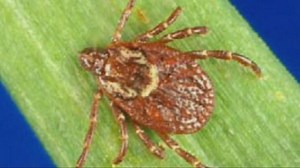 Rocky Mountain Spotted Fever Cases Could Be on the Rise