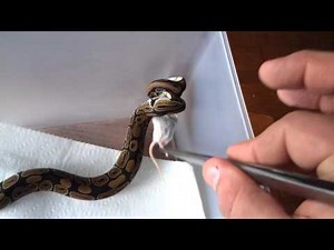 Feeding my Ball Python a frozen/thawed mouse