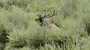 Bull elk in creek Bull elk in creek bugling and thrashing its antlers. | Wildlife throughhopeseyes.