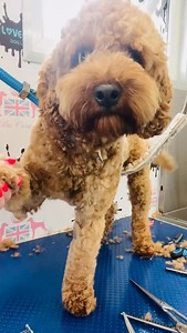 Cockapoo parents and new groomers… come closer and bring the floof. The secret to those gorgeous tubular legs and round teddy tootsies? It all starts with the paw work. The first cut sits right up against the nail, then you work around the sides, tuck your comb in properly, tidy the cheeky stick-outs and soften everything with your thinners until you get that perfect teddy shape. Cue one very proud Cockapoo. This snippet is taken from my Cockapoo Masterclass, which is • real time • jargon free •