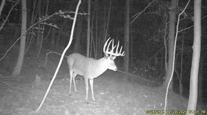 24 reactions | We're back this #trailcamtuesday with a quick look at this beastly buck! What would you name this 12 point tower if you were on the hunt?  Credit: Josh Berry @biascalculatedkillers #spartancamera #spartanstrong #conquerthehunt #deerseason #hunting #outdoors #wildlife | Spartan Camera | Facebook