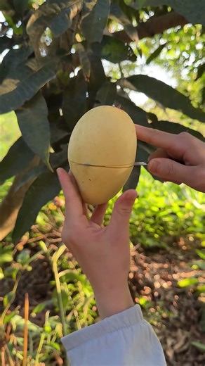 Cut Mango l Delicious and Attractive #fruit #fruitcutting #mango #foryou #shorts