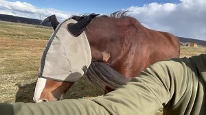 16K views · 986 reactions | Athena our Clydesdale mare was following...
