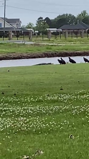 Georgia Malbrough on TikTok