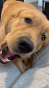 14K views · 332 reactions | Do you ever just sit and watch your Golden chomp? Can be mesmerizing 殺 #chomp #loveyou #goldenretrieverworld #goldenretrieverlife #goldenretrievers #goldenretrieverpuppy | Golden Retriever | Facebook