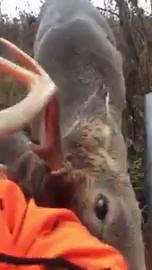 Video: Wisconsin deer hunter encounters overly friendly buck
