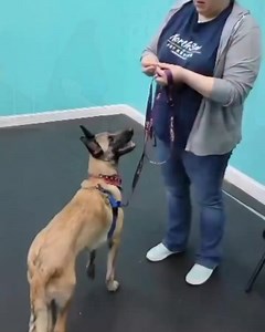 Rori goes to school! 😍 After working hard at her recovery since her hip & knee surgery in October, Rori has finished her PT which included water therapy, massage, laser treatments more. She had had her final vet check & passed with flying colors. 🌈 Her fab foster pawrents are not stopping there to ready her for adoption. Rori has started training with them at Dog Training for Humans! So #pawesome! 🤩 Rori is a friendly #BelgianMalinois who's just under a year old. She has loved all the dogs & 
