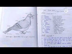 how to draw beautiful diagram for class 10 science practical file easy way || practical file