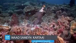 Waaaad samayn kartaaa haaa waaad samsyn kartaaaa?? #faaaaaaaaaaiidayso oo #faaaafikheyrka | Diintenu waa nasteexo