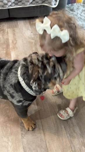 Kisses from Butkus! #butkusgregory #harleyblu #dog #bulldog | Butkus Gregory