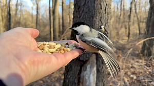 29K views · 2.2K reactions | Black-capped Chickadees, Tufted Titmice, and a White-breasted Nuthatch visit the Hand of Snacks | Jocelyn Anderson Photography | Facebook