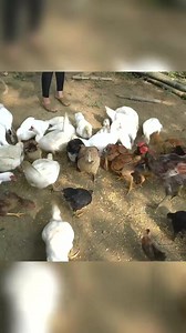 Make a luffa trellis #bushcraft #Outdoors #suvival #offgrid #offgridliving #cabin #logcabin #shelter #build #camp #fypシ #foryou | Anita Pagano