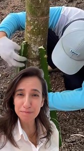 1.2M views · 13K reactions | Melhor forma de cultivar pitaya! O maior...