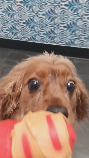 Cooper🥰 | INN The DogHouse