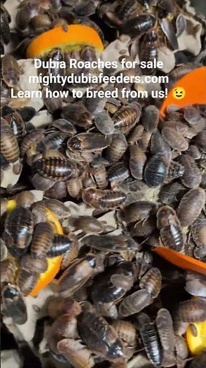 Breeding Dubia Roaches sale for #reptiles #lizard #dragon #spider #chameleon #gecko #dubia #roach