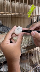 1.3M views · 5.4K reactions | Simple egg marking to avoid mix-ups inside the loft #PigeonPractice #BreedingSeason #AviaryCare #PigeonRoutine #BirdLifeDaily | Shaishab's Racing Pigeon | Facebook