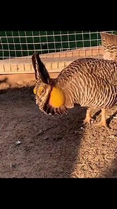 Trending Birds , , , #trending #birdsofinstagram #viral #instagram #reels | Bird Lovers