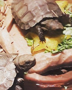 Captive bred Burmese Brown Mountain Tortoise babies. $279ea #burmesebrowntortoise #tortoise #reptile #reptiles #cavy #mammal #adopt #adoptdontshop #rescue #lizardsofinstagram #lizards #wildcargopets #hamster #mammal #ferret #cute #exotic #SouthFlorida #WestPalmBeach #exotic #exotics #southflorida #wellington #loxahatchee #palmsprings #lakeworth #lantana #delraybeach #bocaraton #jupiter #petsofinstagram #pets #beardeddragon #reptile | Wild Cargo Pets | Facebook