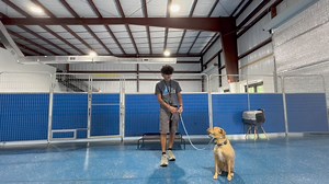 Ellie and Rudy improving in their understanding of leash pressure, while beginning to learn commands. Both are also starting to practice the duration they have to hold a command for, and they’re doing really well! #thedogwizardtampa #tampadogtraining #dogsofinstagram #dogtrainer | The Dog Wizard Tampa | Facebook