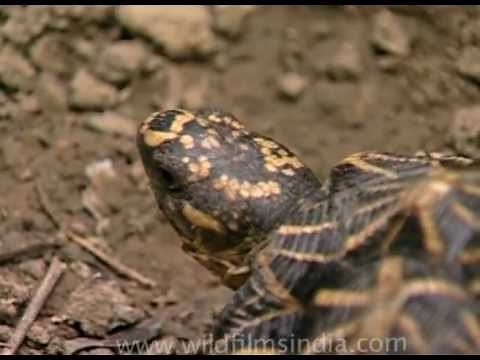 This is how fast a tortoise can walk - Indian star tortoise!