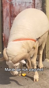 Dashi që rrike fshehur, u gjet 😂 | ••Ndryshoni të menduarit tuaj •• Ndryshoni Jetën tuaj•••