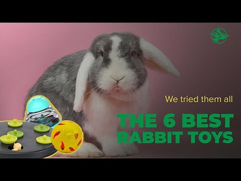 The 6 Best Rabbit Toys (We tested them all)