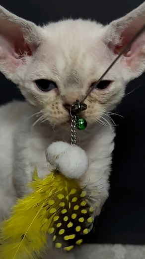 The Devon Rex is not just a cat—it’s a little enchantment wrapped in velvet-soft curls. With its elfin features, mischievous eyes, and oversized ears, this breed seems to have leaped straight from the pages of a fairytale. Light as a whisper and affectionate as a warm embrace, the Devon Rex thrives on love, following its humans like a loyal shadow. Its playful spirit and boundless curiosity make every moment magical, turning the ordinary into the extraordinary. To love a Devon Rex is to welcome