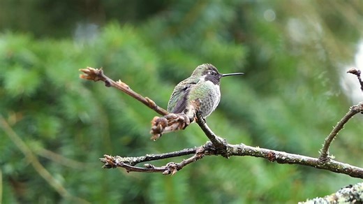 Love watching hummingbirds in nature? You'll love this video taken by Dean Diemert: | Wild Bird Scoop