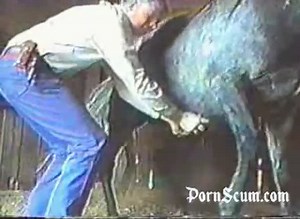 Horse Stallion Semen Collection By Hand Men And Animals Petlust