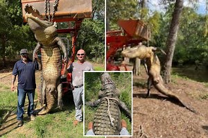 Hunters recently bagged a 920-pound 'dinosaur' alligator in Florida lake