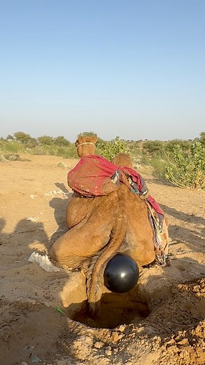 Mother Camel Sitting on the Sand During Birth – A Rare Desert Moment In the desert, a mother camel sits on the sand during the process of giving birth. This rare and intimate moment showcases the natural instincts and care of camels in their harsh desert environment. A touching glimpse of desert wildlife and maternal care. #Camel #MotherCamel #CamelBirth #DesertLife #DesertAnimals #RuralLife #DesertWildlifeJourney #AnimalCare #DesertScenes #CamelLove #NatureMoments #ViralReels #TrendingReels #Fo