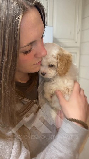 Puppy LOVE 🐶 #puppy #puppylove #puppyeyes #love #pupoygirl #cutie #cute #sweet #tinygirl #littlegirl #cavachon #cavachoncutie | Designer Mountain Mutts