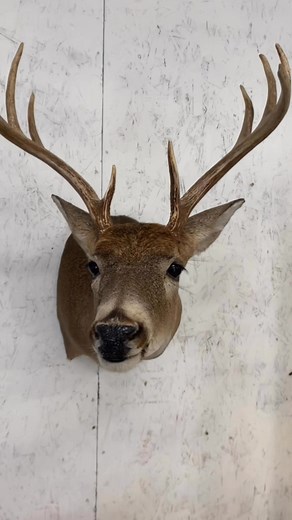 Oh what a deer!! #taxidermy #rackshacktaxidermy #fyp #missouri #deerhunting #deertaxidermy | Rack Shack Taxidermy