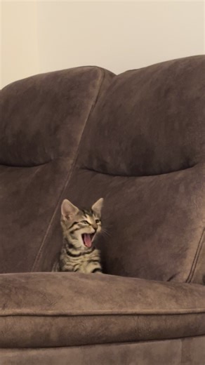 Tired girlie #PennyGirl #Kitten #Kittensoftiktok #Kittenlove 🐱💛