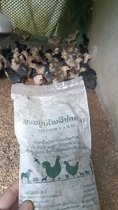 24K views · 91 reactions | Xav tau yam twg messages kiag rau Shop Hmoob mam xa rau nej Tshuaj kho zoo mob aws nyuj twm dev npua qaib .... | Shop Hmoob | Facebook