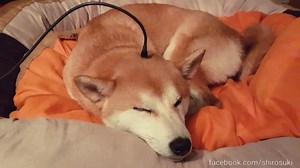 Don't forget to charge your doggo during night. **Suki charging 📲🔋 | Shiba Inu - Shiro, Suki and potats