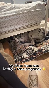 We are so blessed :) | Dear Danes