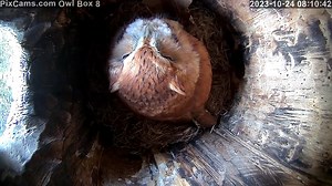 See the red-phase eastern screech owl roosting in our Owl Box 8 this morning. The is the male owl from last year. Both the male and female screech owls from last season have been active at night in our owl boxes. See Owl Box 8 live here: https://pixcams.com/owl-box-8/ #pixcams #livebirds #owls | PixCams