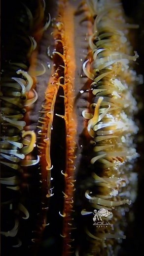 Pearl Oyster – Pinctada radiata | Secrets of the Ocean’s Jewel 🐚✨