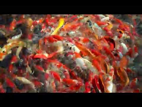 Koi Fish Varieties: Amazing Koi Pond In Thailand