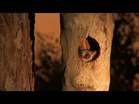 Bushbaby pops out to say hello